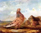 詹姆斯 沃德 : A Fancy Pigeon